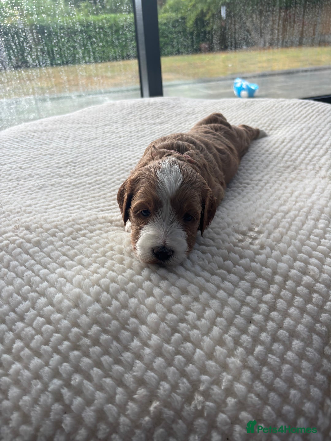 Australian Labradoodle dogs for sale: Pure Australian Labradoodle Puppies ready 30/09/25 - Image 28