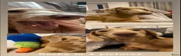 Miniature Dachshund dogs for sale: Miniature Dachshund Looking for Forever Home 🐾 in Newport - Advert 7