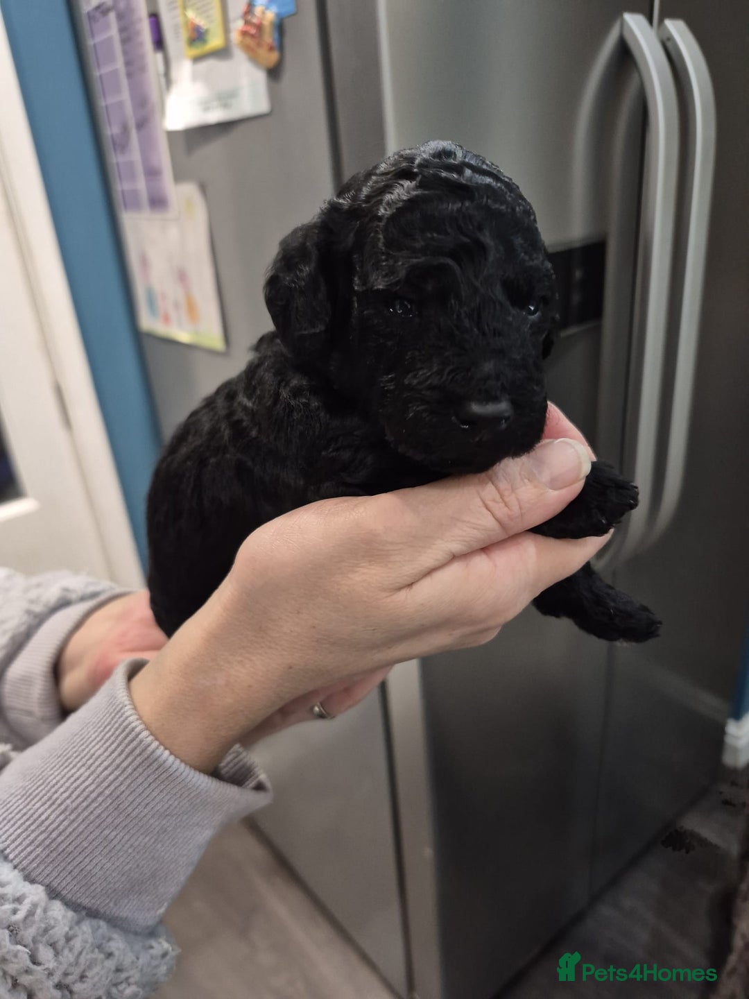 Cockapoo dogs for sale: Adorable cockapoo puppies - Advert 2