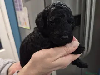 Cockapoo dogs Adorable cockapoo puppies - Advert 15