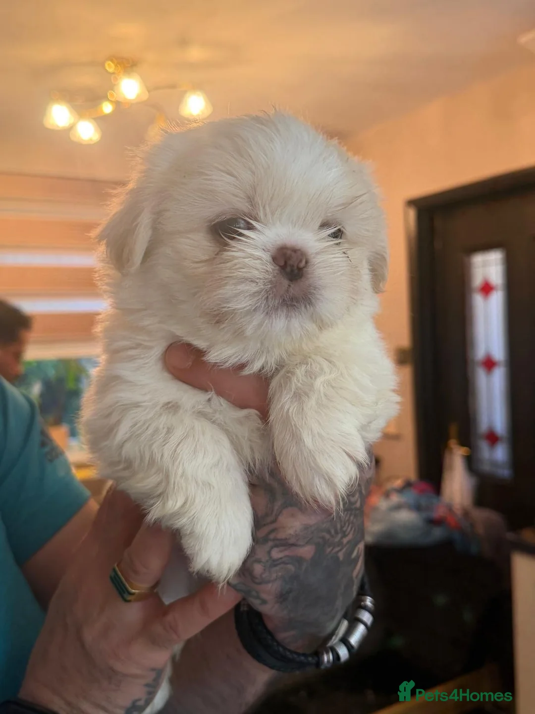 Shih Tzu dogs for sale: Stunning Shih Tzu Puppies – Ready for Loving Homes - Advert 8