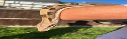 Boa Snake reptiles for sale: Boa - morph  in Leicester - Advert 1