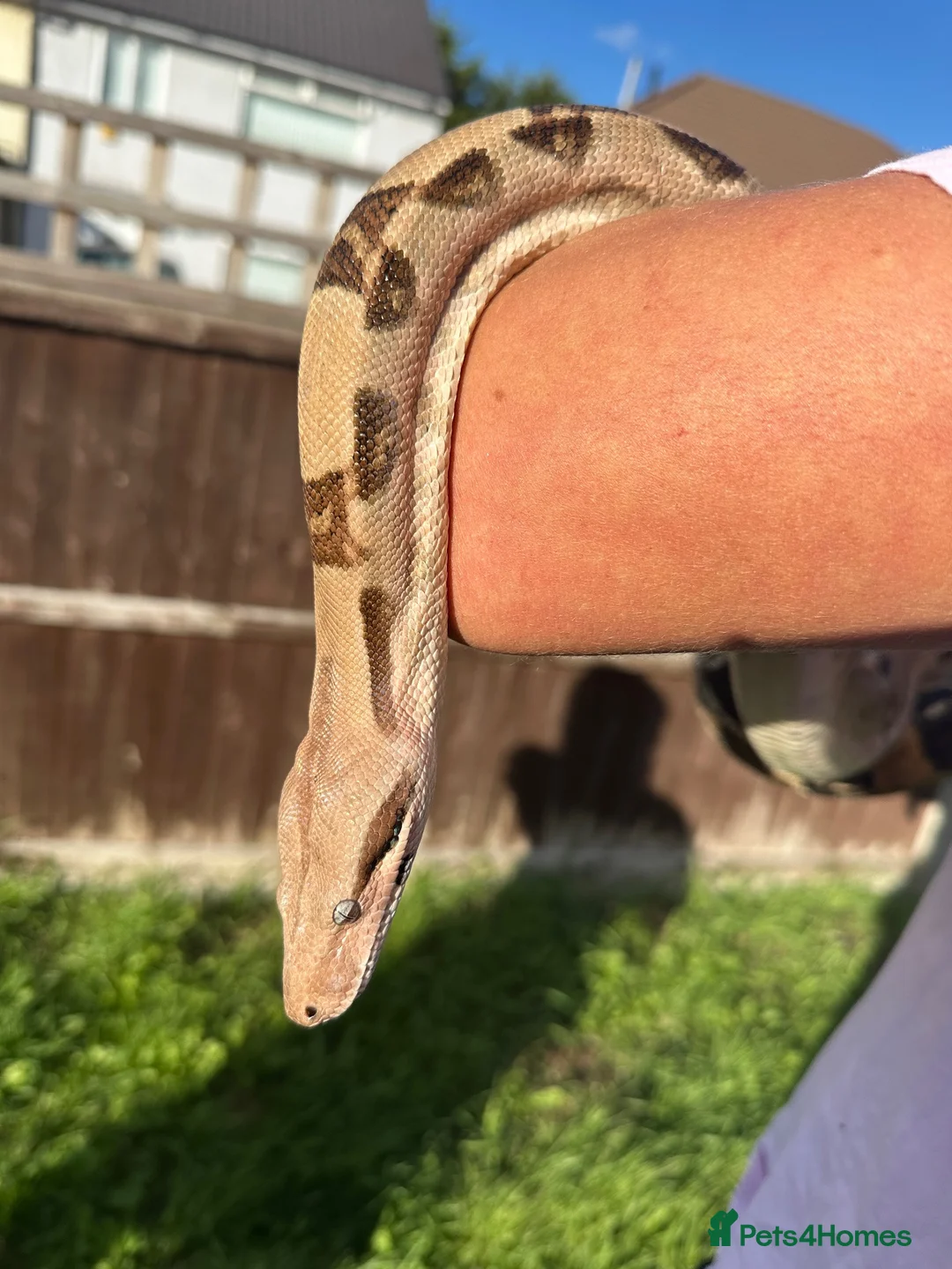 Boa Snake reptiles for sale: Boa - morph  in Leicester - Advert 1