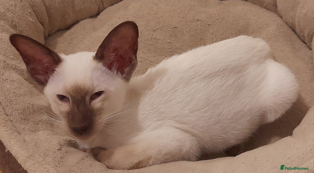 Siamese cats for sale: Two Chocolate Point Siamese Male Kittens - Image 4