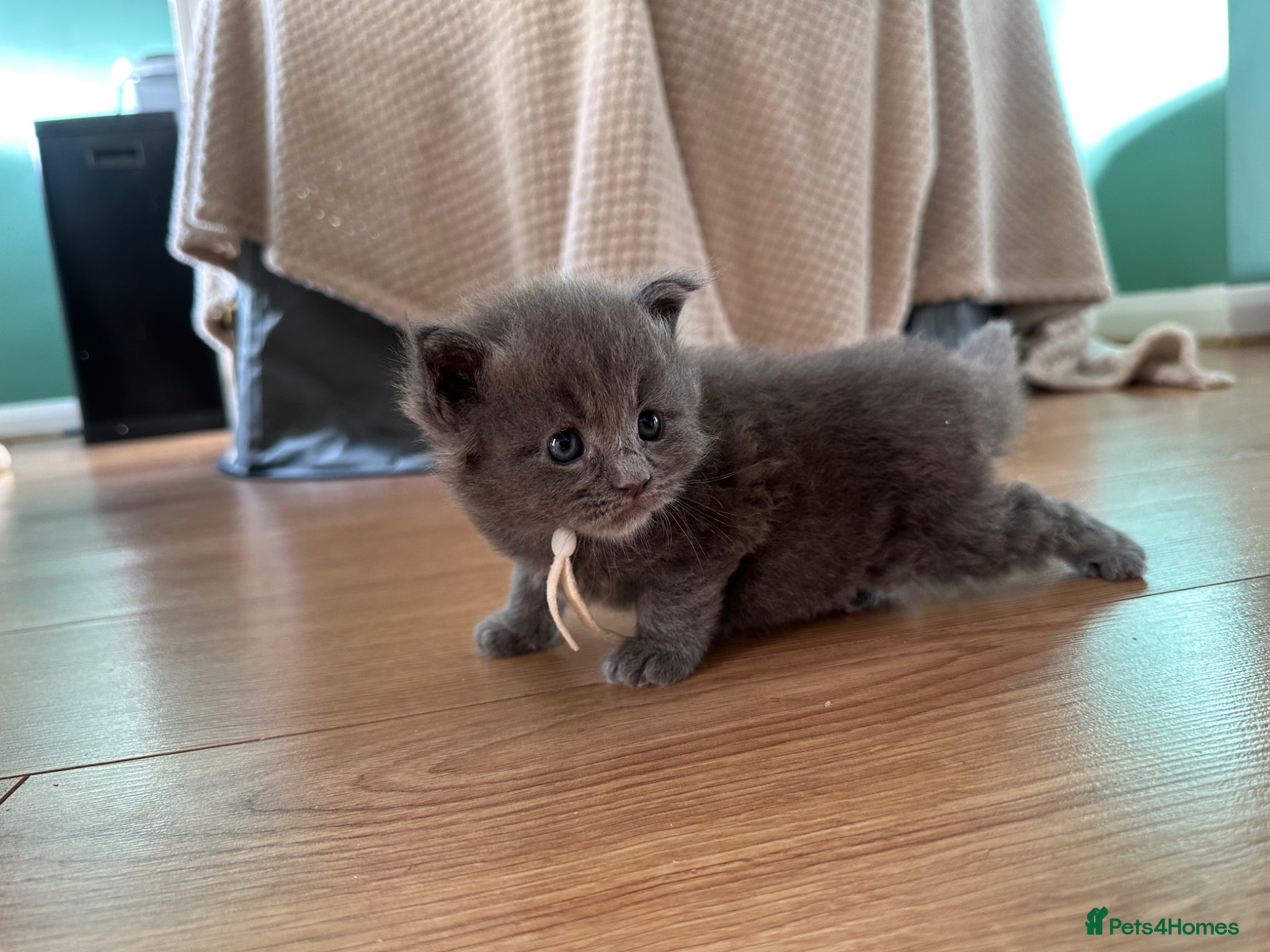 Maine Coon cats for sale: 5 beautiful Maine coon kittens - Advert 25