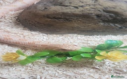 Snake reptiles for sale: Triple A western hognose Arctic Albino - Image 2
