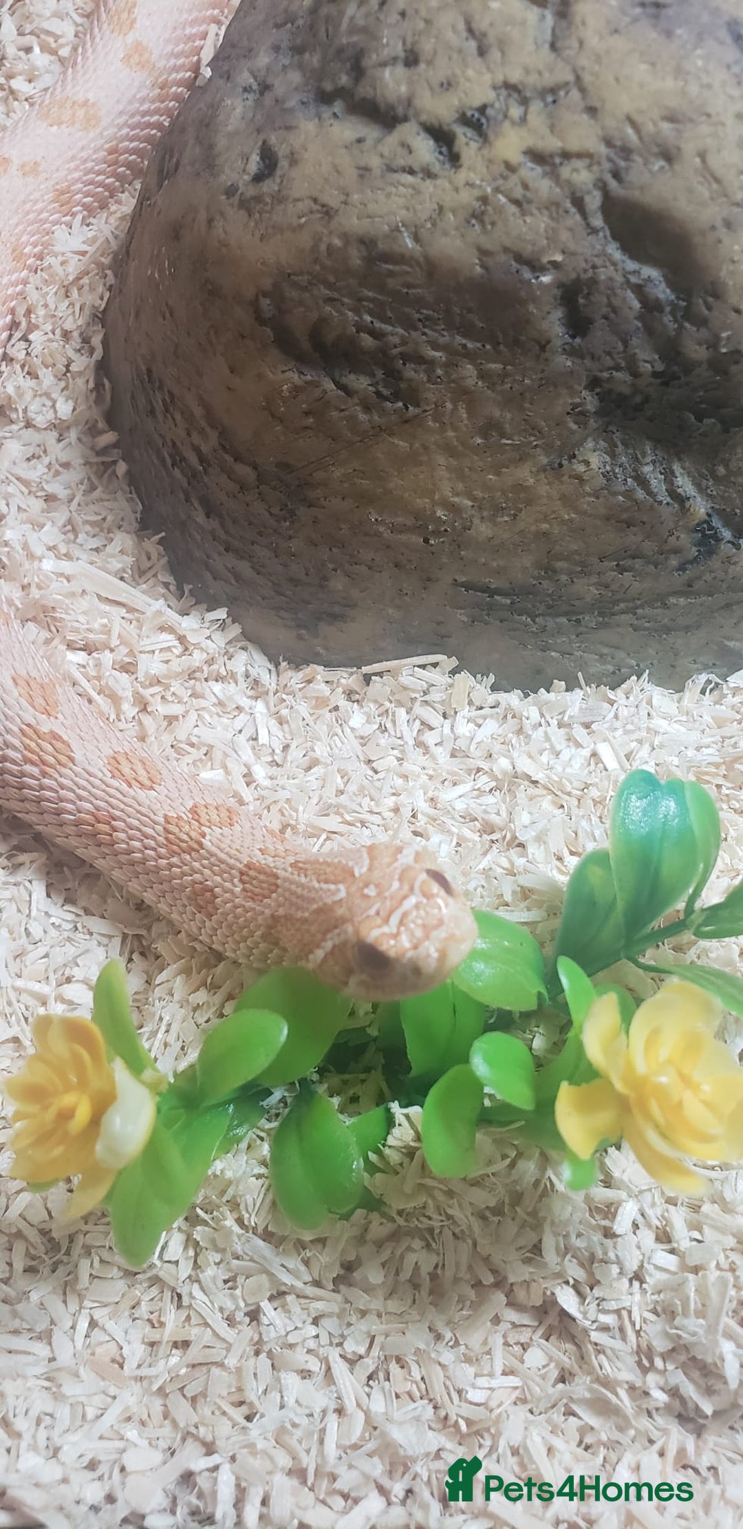 Snake reptiles for sale: Triple A western hognose Arctic Albino - Image 2