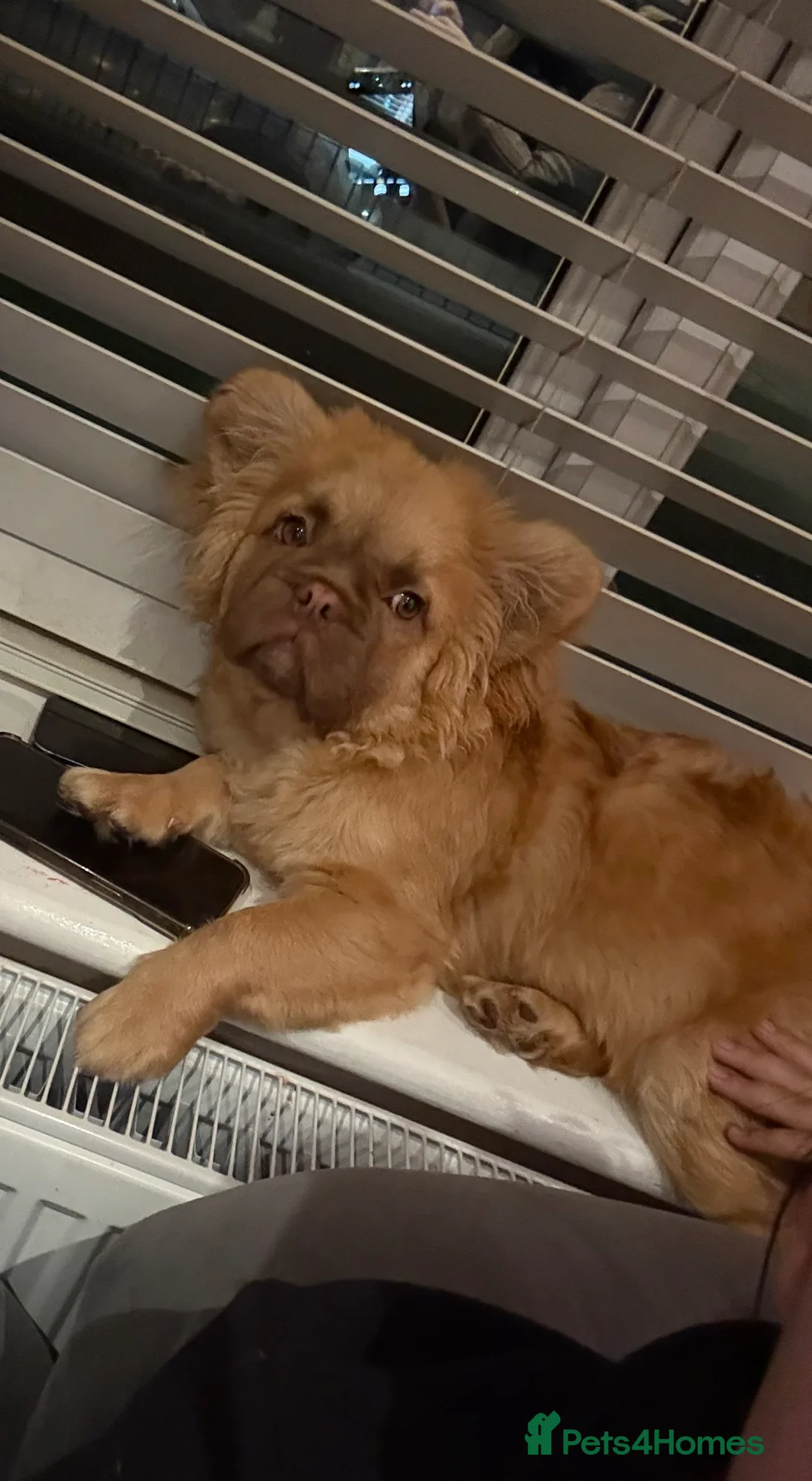 Mixed Breed dogs for sale: Fluffy French bulldog - Advert 3