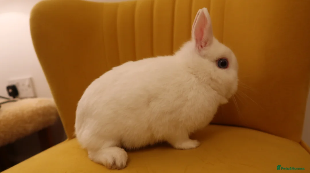 Netherland Dwarf rabbits for sale: BEW Netherland Dwarf Pair - Advert 4