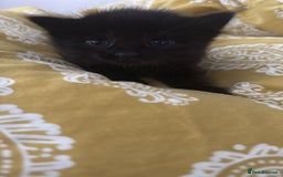 American Shorthair cats for sale: 2 kitten for sale  - Image 2