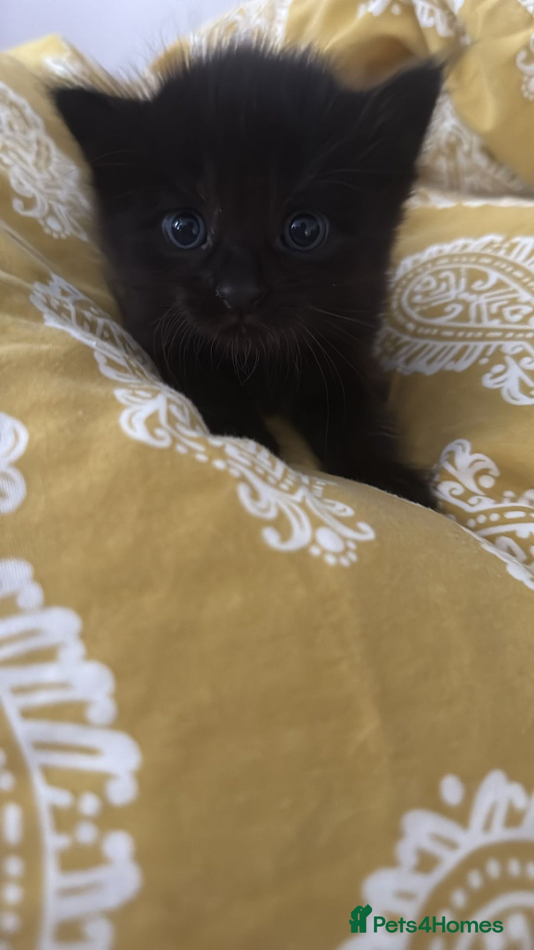 American Shorthair cats for sale: 2 kitten for sale  - Image 2