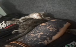 Bengal cats for sale: Bengal cross kitten  - Image 4
