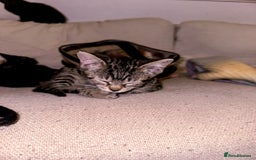 Mixed Breed cats for sale: Pretty little girls  - Image 14