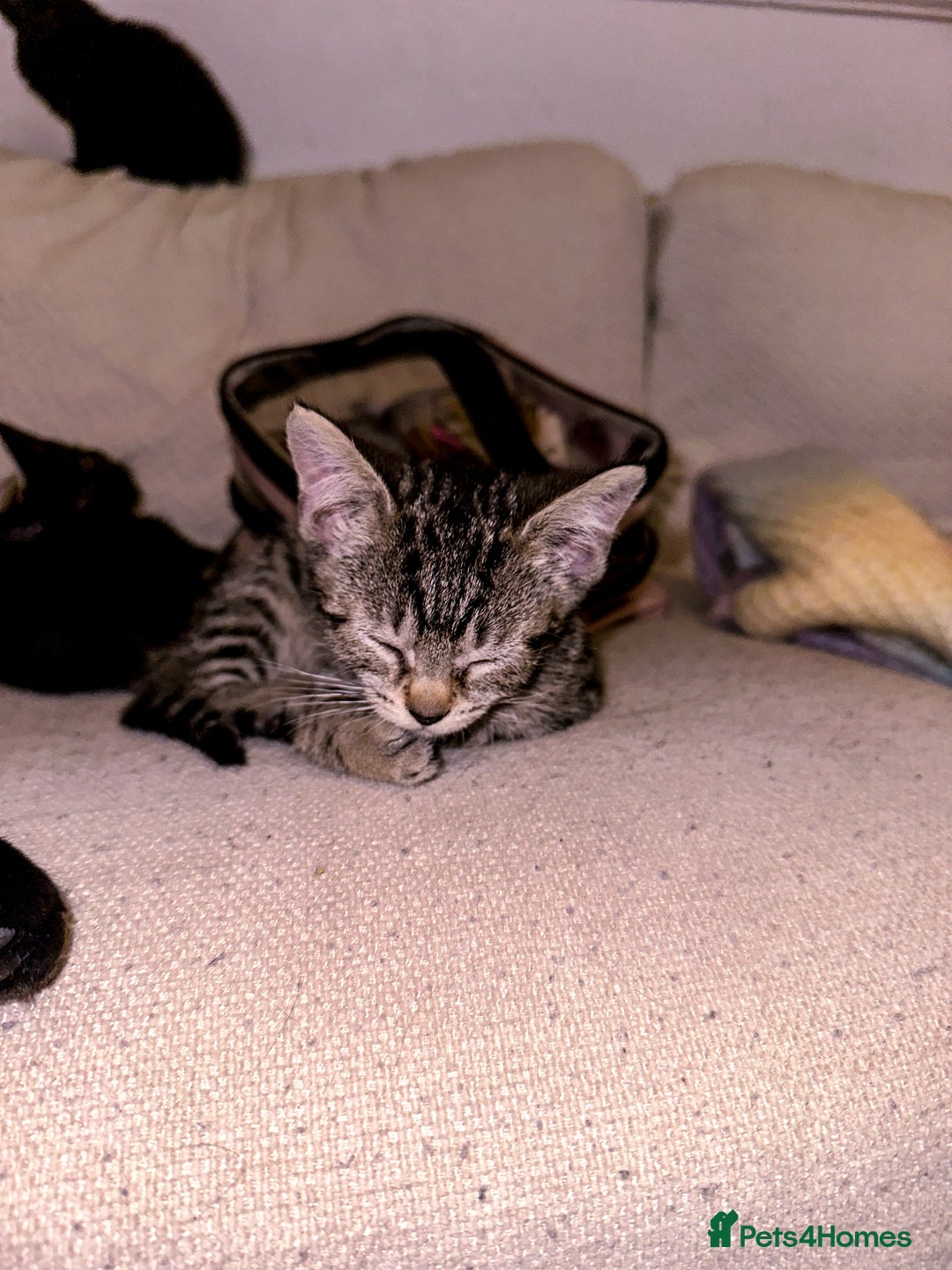 Mixed Breed cats for sale: Pretty little girls  - Image 14