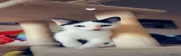 Mixed Breed cats for adoption: 3 Rescue kittens 🖤🤍🖤 - Advert 5