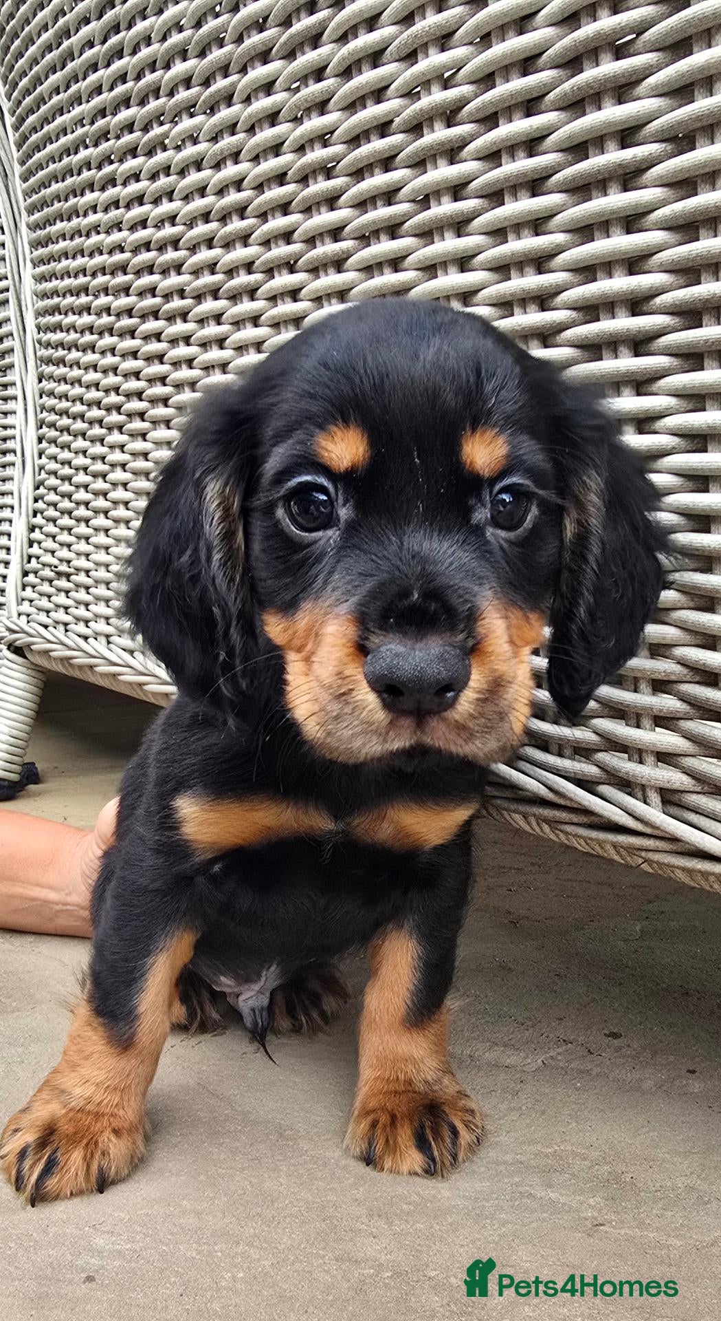 Cocker Spaniel dogs KC working Cocker spaniel puppies  - Advert 2