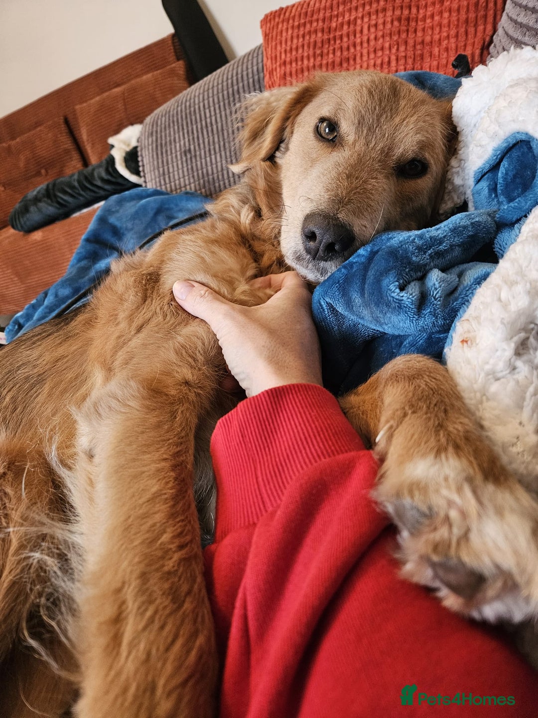 Mixed Breed dogs for adoption: Sweet Nathan Is looking for Love  - Image 9