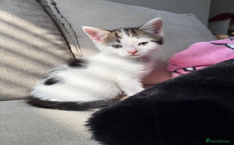 Mixed Breed cats - Advert 3
