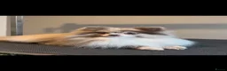 Pomeranian dogs for sale: Gorgeous Pomeranian Puppys for sale  - Advert 11