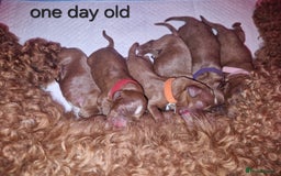 Cavapoo dogs for sale: Beautiful F1 cavapoo puppies - Image 15