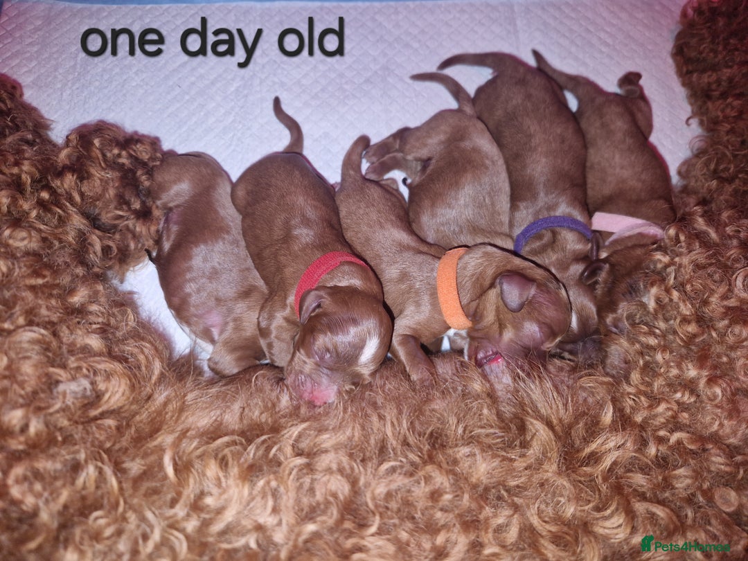 Cavapoo dogs for sale: Beautiful F1 cavapoo puppies - Image 15