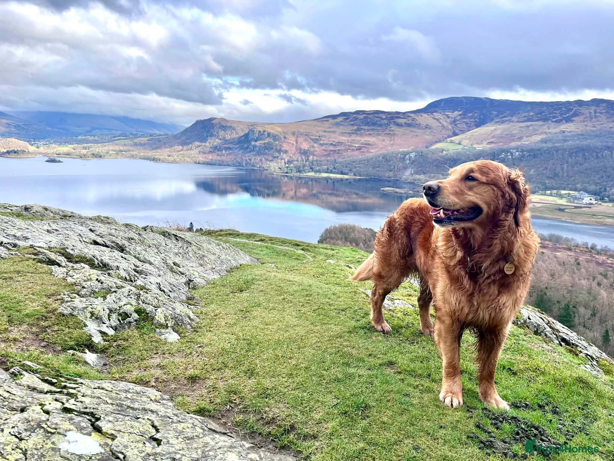 Golden Retriever dogs Handsome Henry -Proven Stud - Advert 5