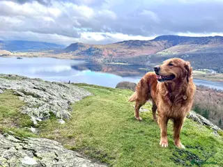 Golden Retriever dogs Handsome Henry -Proven Stud - Advert 5
