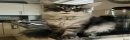 Maine Coon cats for sale: ✨7 Gorgeous Pure Breed Maine Coon Kittens✨ - Advert 34