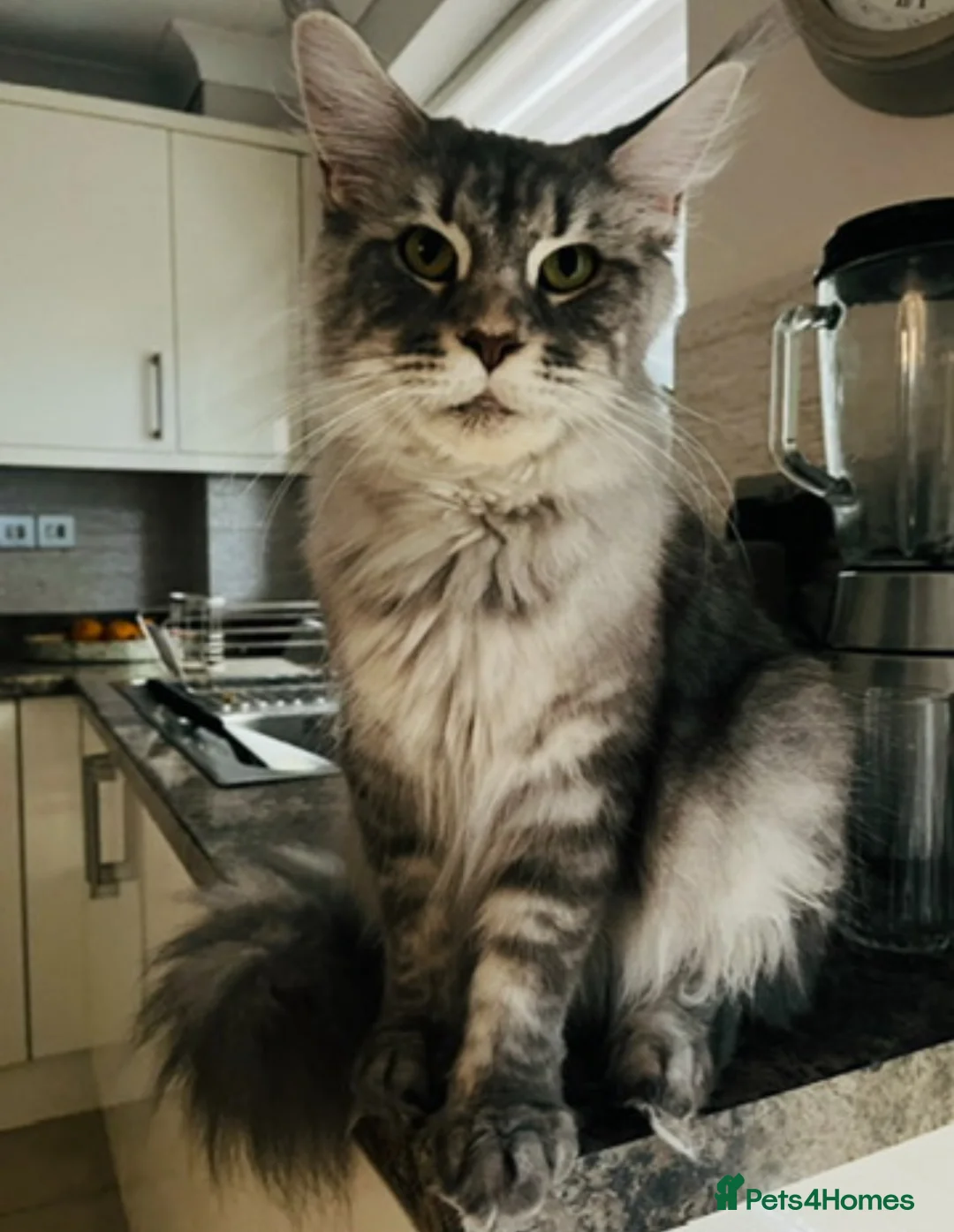 Maine Coon cats for sale: ✨7 Gorgeous Pure Breed Maine Coon Kittens✨ - Advert 34