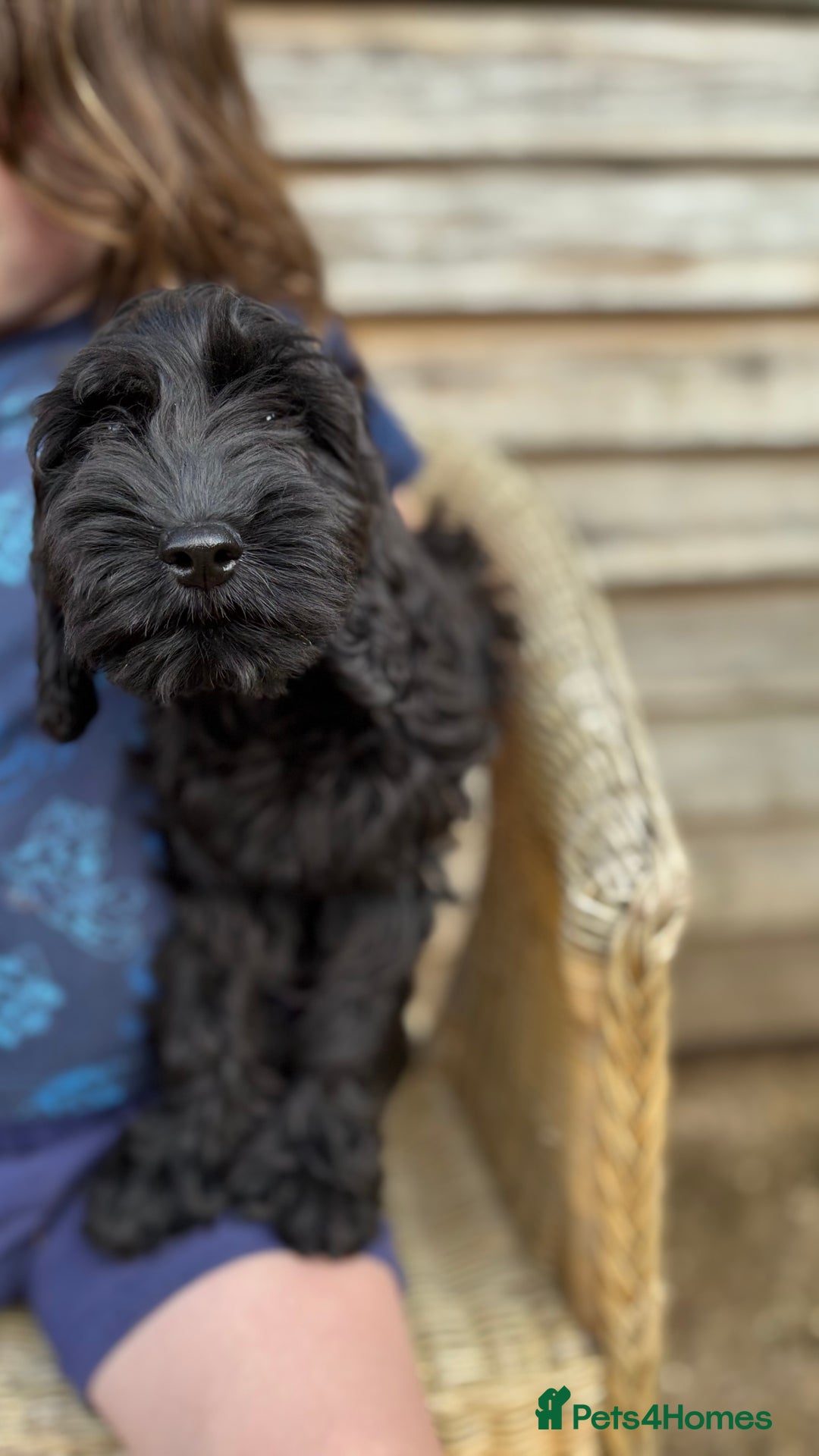 Cockapoo dogs for sale: 🐾 Cockerpoo puppies for sale 🐾  - Image 7