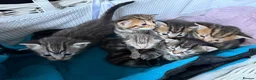 Mixed Breed cats for sale: Adorable Fluffy Tabby MaineCoon mixed Kitten🐱💕  - Advert 28