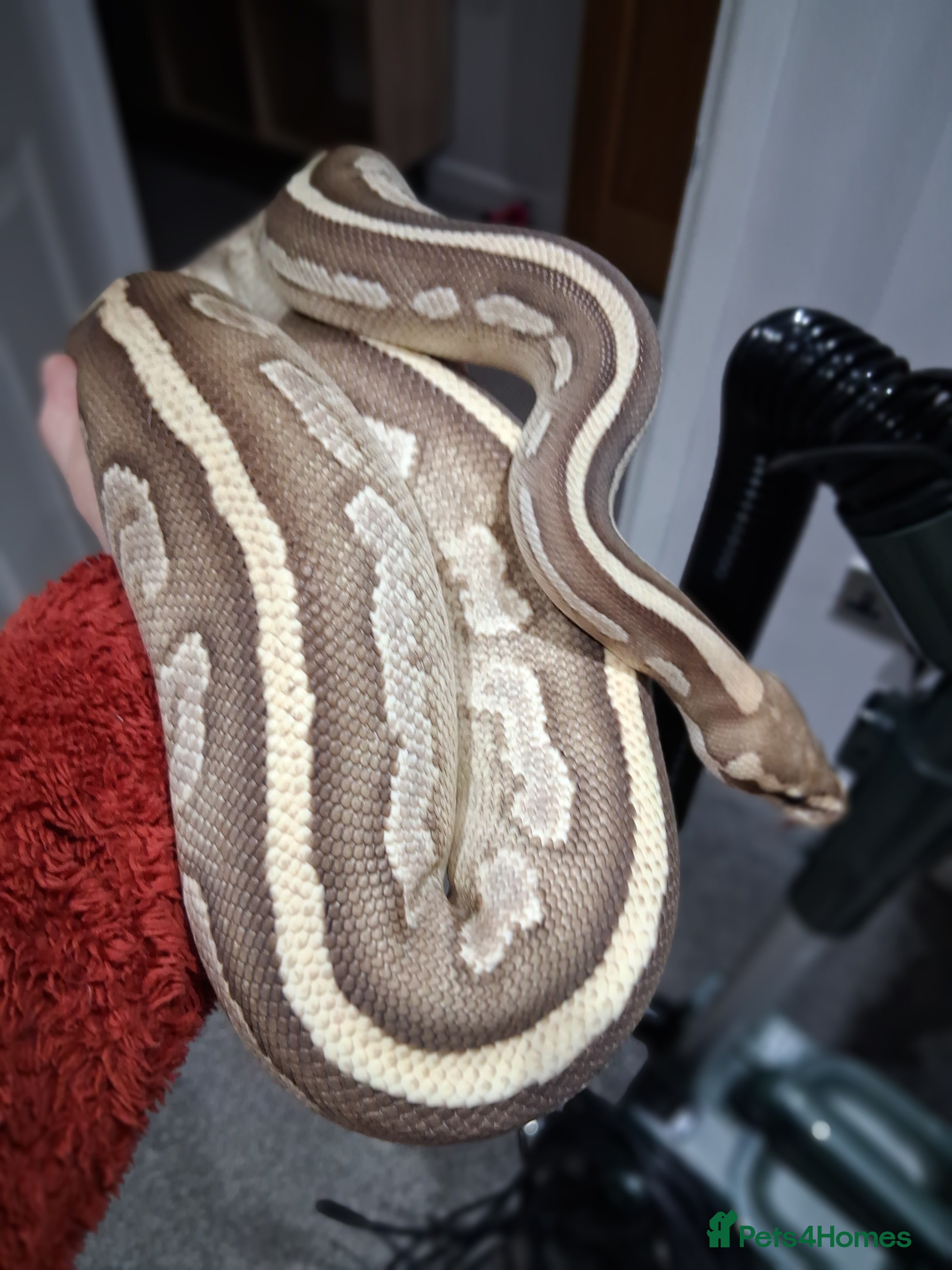 Python Snake reptiles Female Ball python - Advert 8