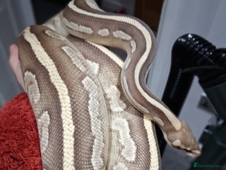 Python Snake reptiles Female Ball python - Advert 1