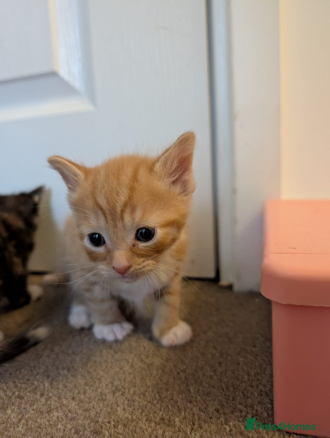 British Shorthair cats for sale: 4 baby kittens and 1 mother  - Image 3