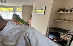 Conures birds for sale: Beautiful hand tame conure - Image 6