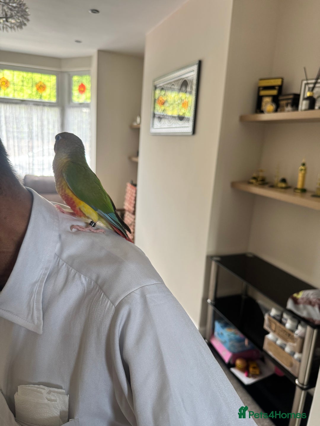 Conures birds for sale: Beautiful hand tame conure - Image 6