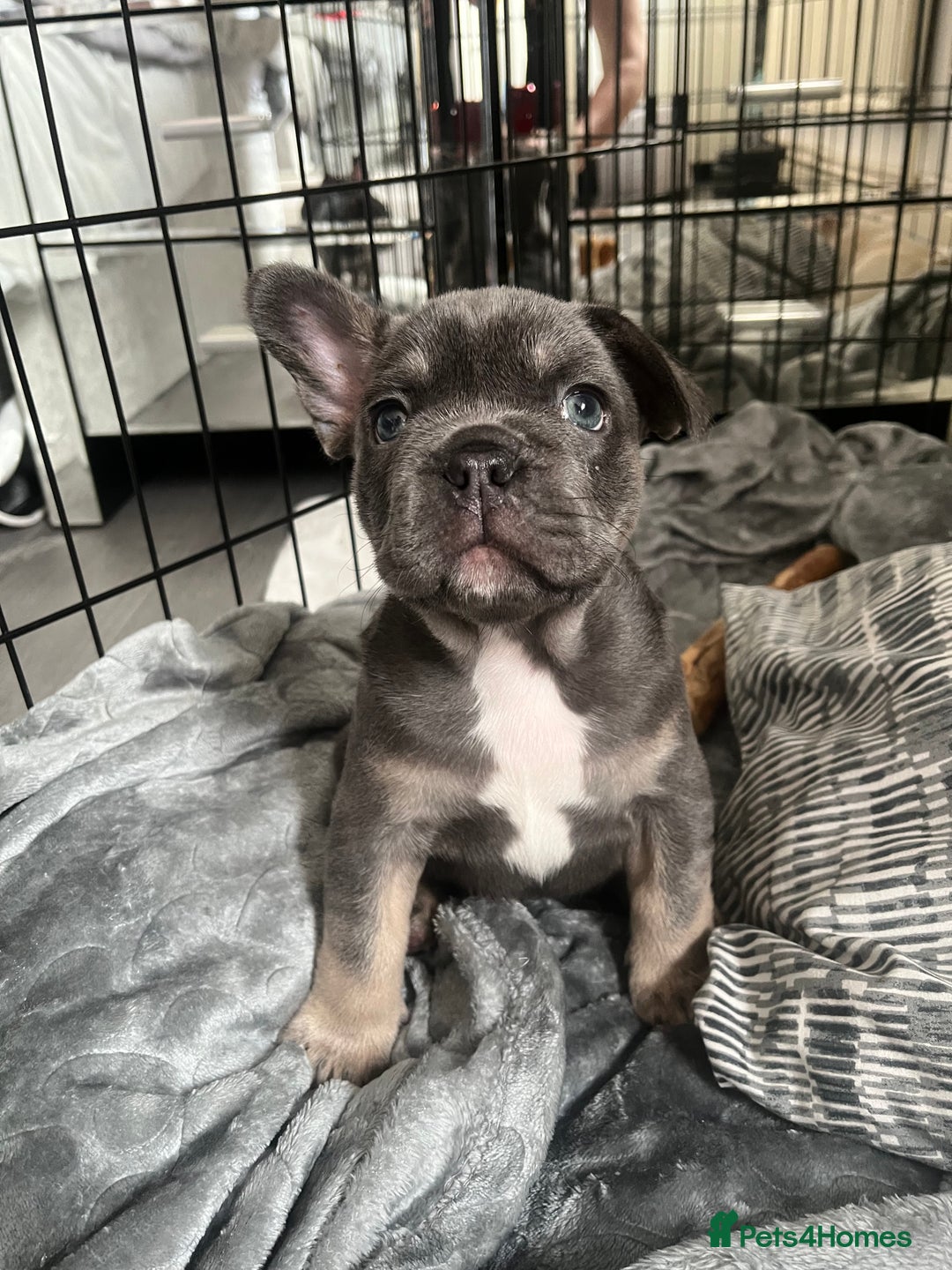 French Bulldog dogs for sale: London’s French Bulldog Puppies 🏴󠁧󠁢󠁥󠁮󠁧󠁿 - Advert 14