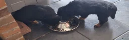 Rottweiler dogs for sale: Rottweiler puppies - Advert 11