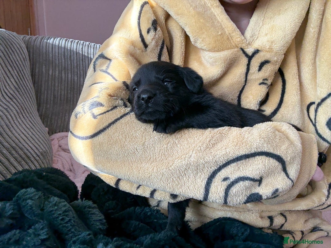Labrador Retriever dogs for sale: Gorgeous chunky black lab pups🖤 - Advert 20