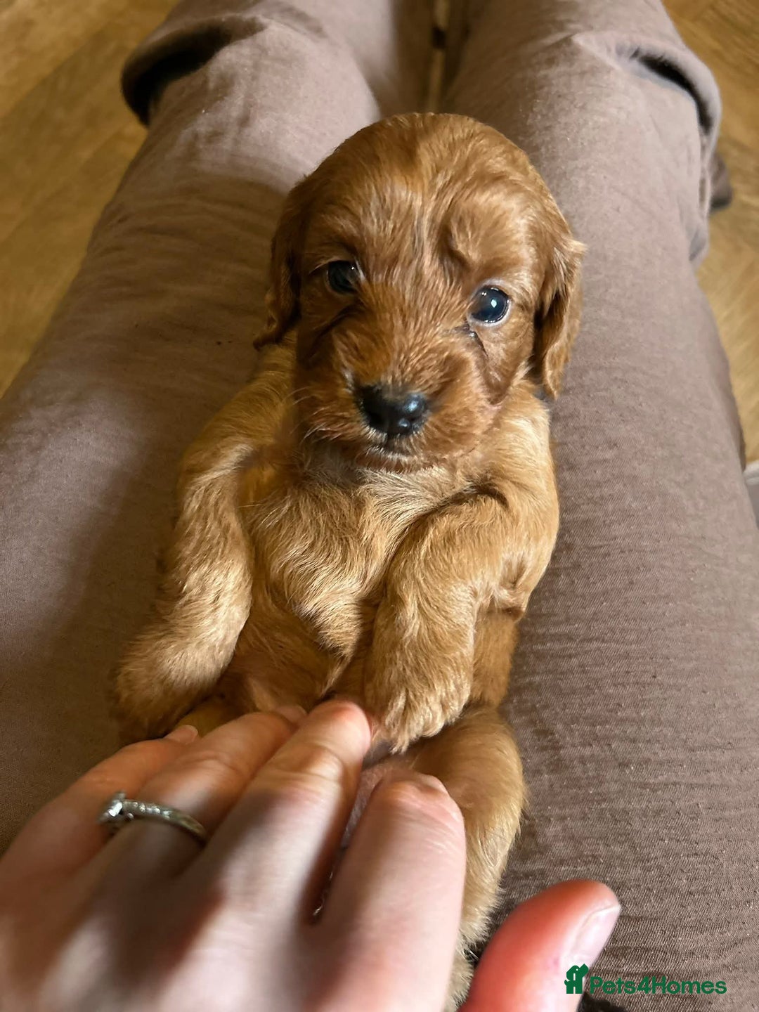Cockapoo dogs for sale: Cockerpoo puppies  - Advert 6