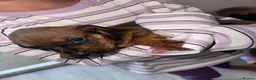 Mixed Breed dogs for sale: Mixed Breed Puppys  - Advert 4