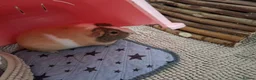 Guinea Pig rodents for sale: 2 x female guinea pigs complete setup - Advert 3