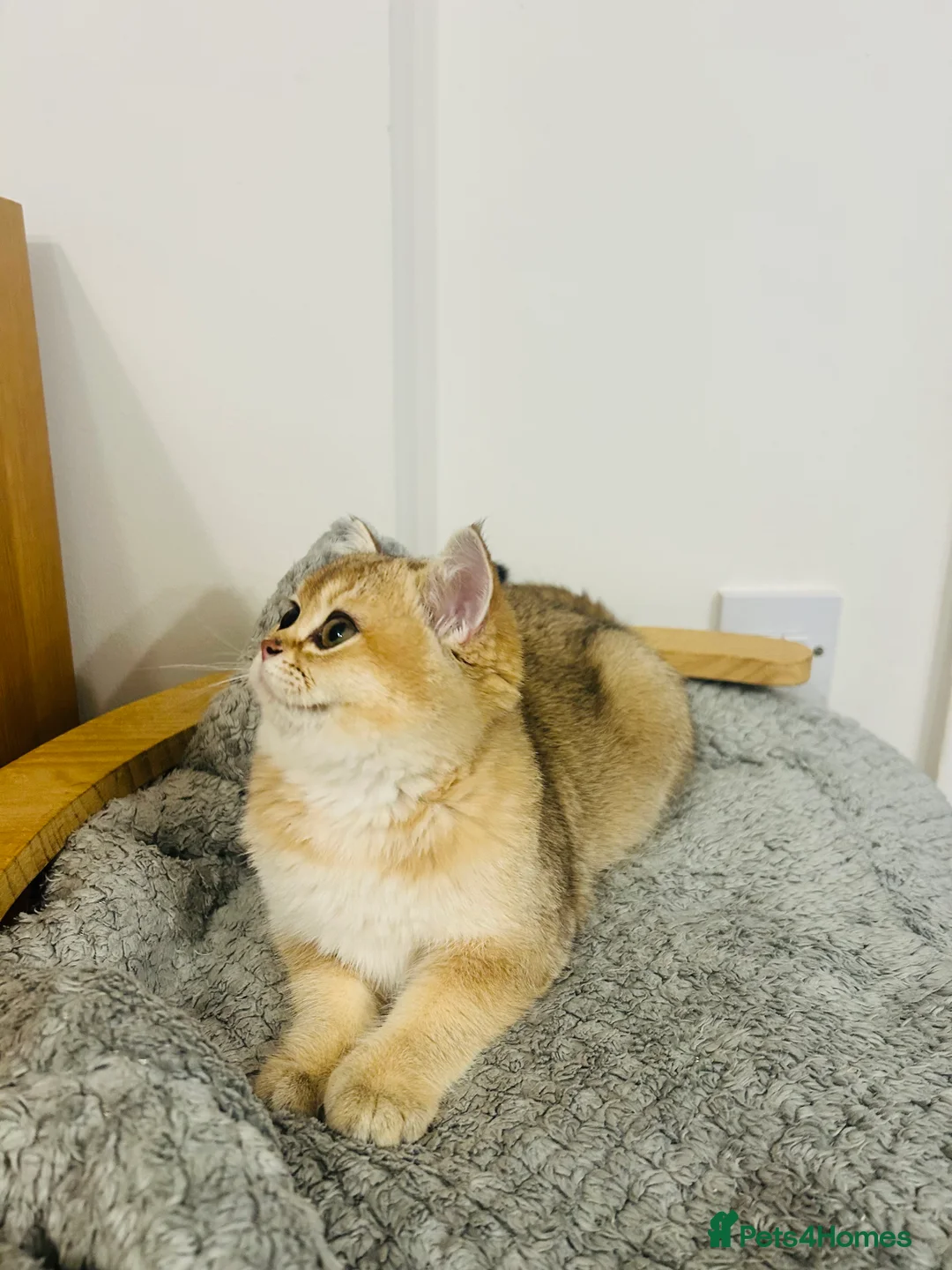 Scottish Fold cats for sale: Beautiful Golden Chinchilla kittens  - Advert 7