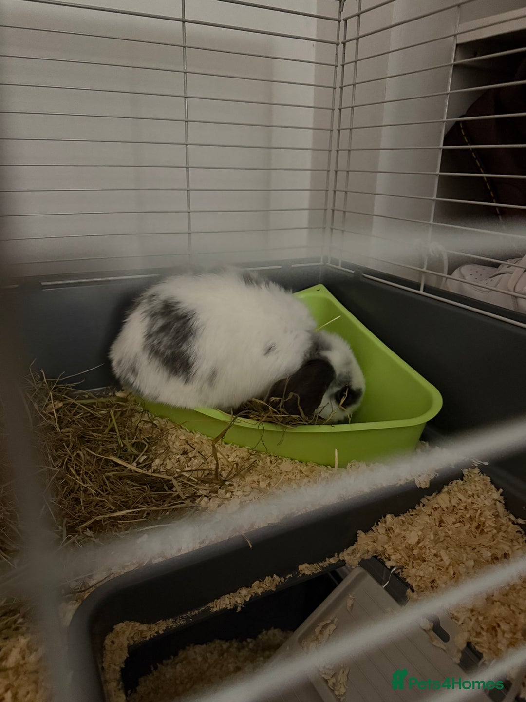 Mini Lop rabbits for sale: Mini Lop for Sale - Advert 3