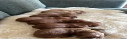 Cockapoo dogs for sale: *Health tested F1 Cockapoo Puppies* - Advert 6