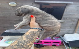 Mixed Breed dogs for sale: Beautiful American bulldog x cane corso puppies - Image 17