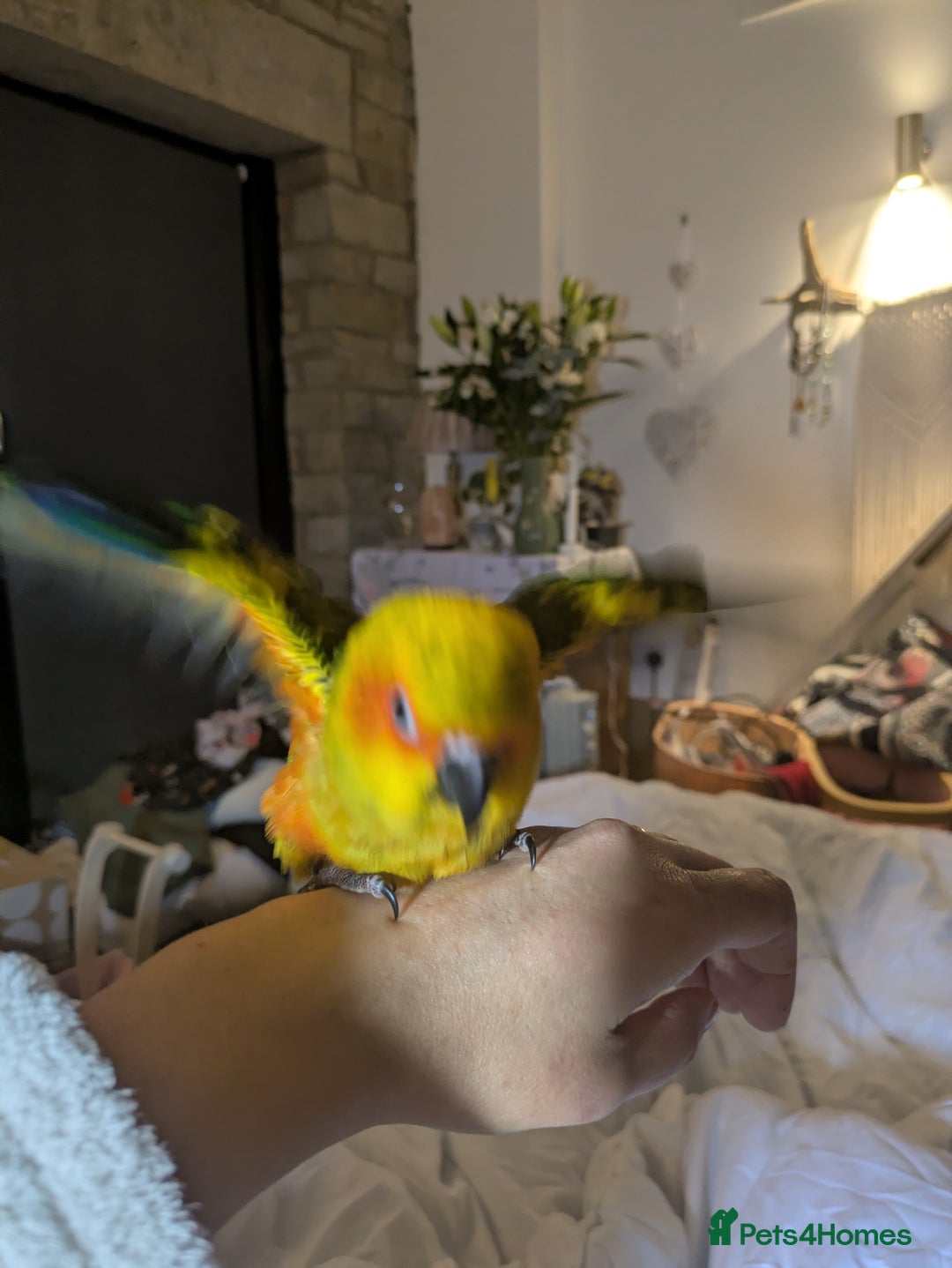 Conures birds for sale: Sun Conure super friendly baby - Advert 8