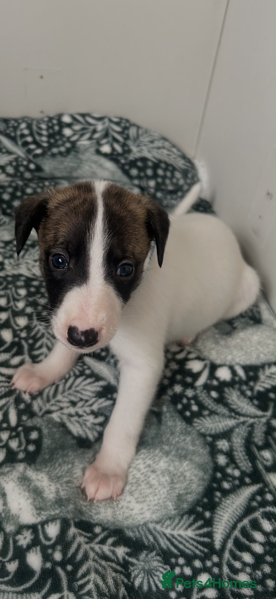 Whippet dogs Stunning pedigree whippet puppies  - Advert 1