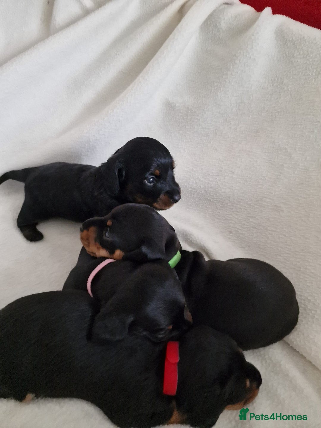 Miniature Dachshund dogs for sale: Beautiful black & tan miniature Dachshund puppies - Image 21