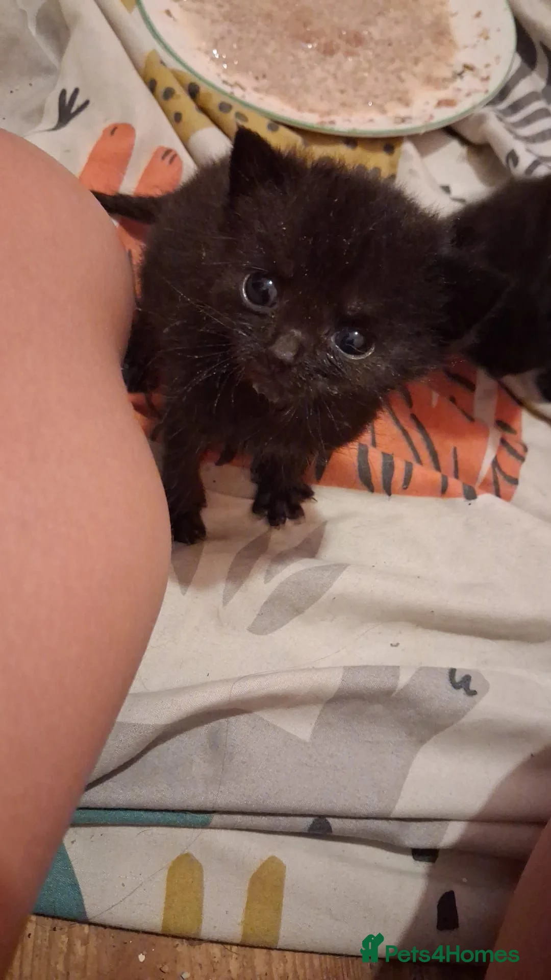 British Shorthair cats for sale: Two adorable kittens looking for a forever homes in Birmingham - Advert 1